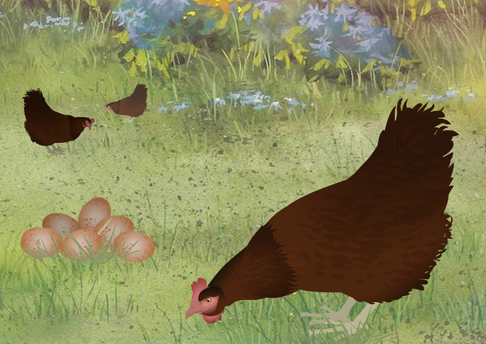 草地上小鸡吃食flash动画