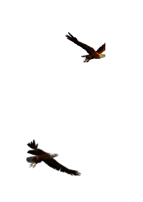 空中翱翔的老鹰flash动画下载
