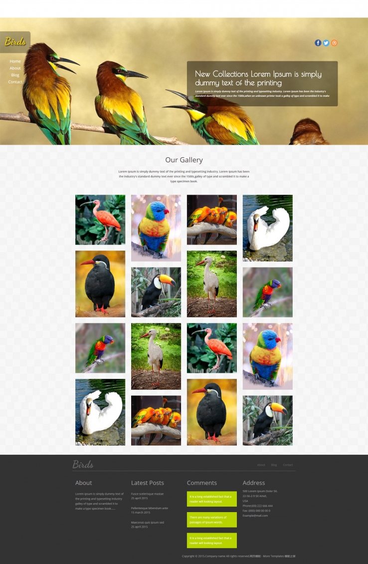 精美大气风的鸟类动物图片展示企业网站模板下载