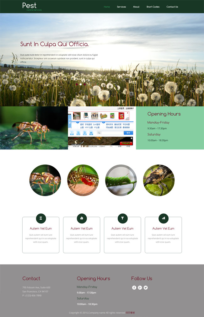 精致简洁风的害虫动物网站模板下载