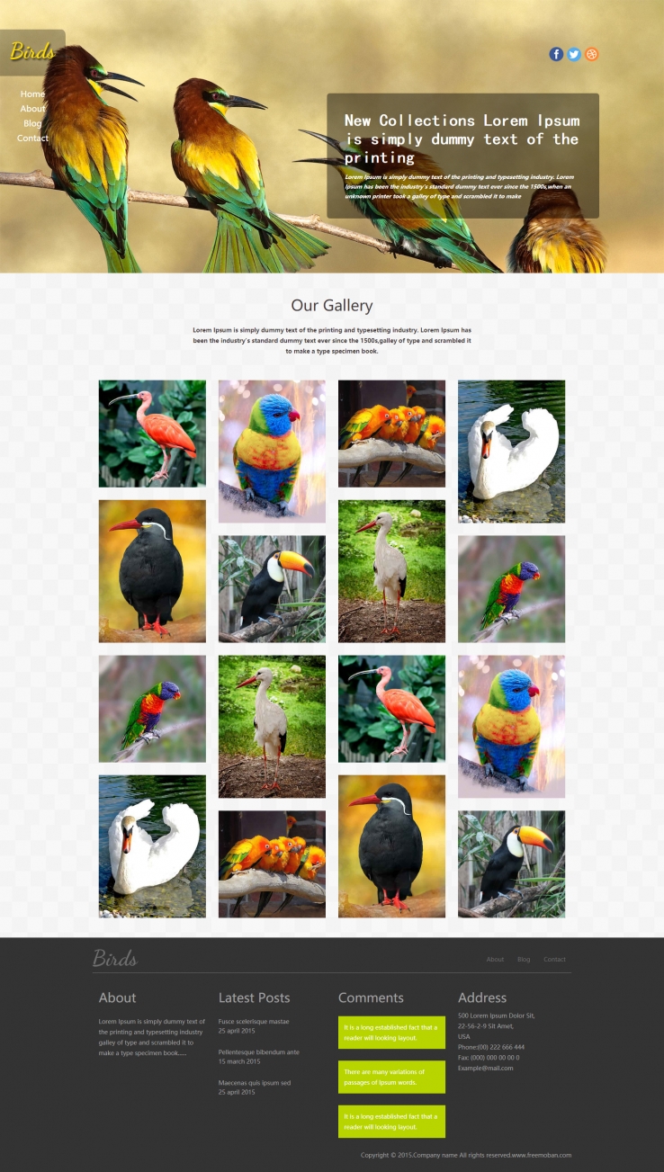 黄色扁平风格的鸟类鹦鹉企业网站模板