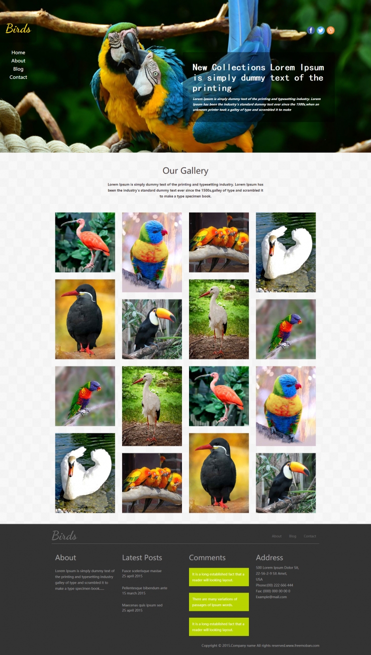 白色简洁风格的鹦鹉鸟类企业网站模板