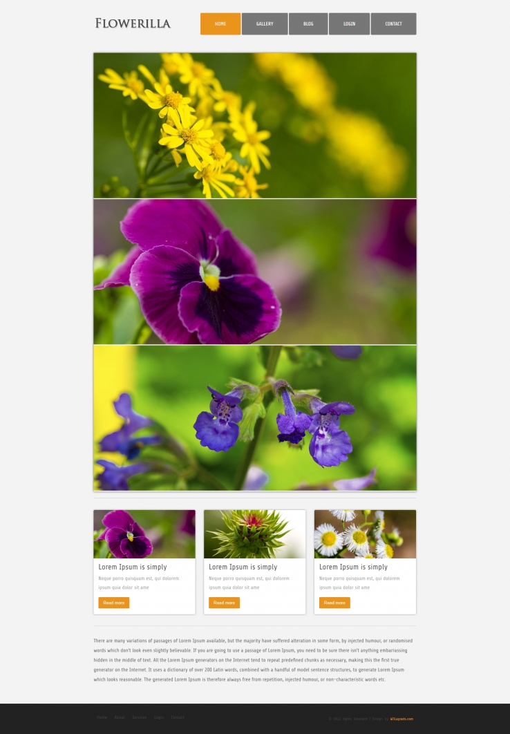 橙色简洁风格的花朵图片展示源码下载