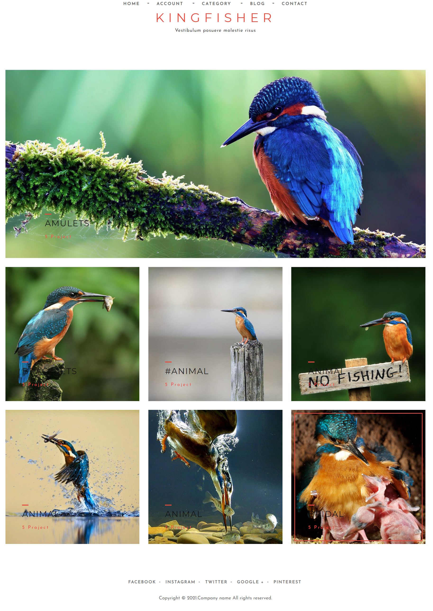 HTML5红色宽屏样式经典鸟类摄影企业网站模板代码下载